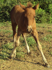 Foal looks like it's bowing
